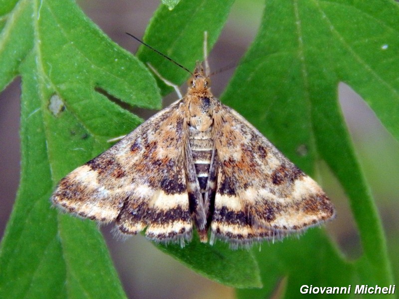 Aporodes floralis? - No, Pyrausta despicata